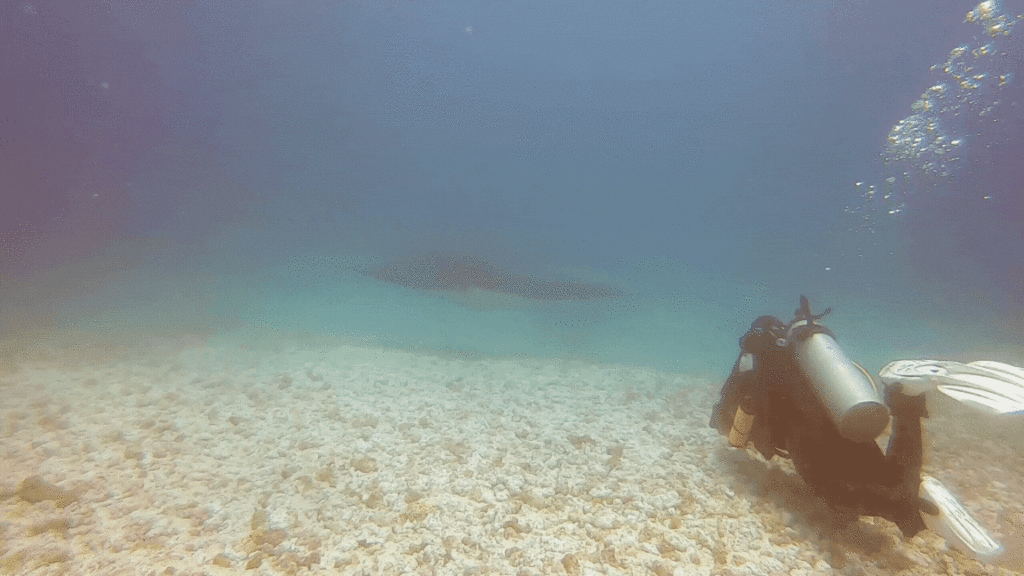 scuba diver and manta ray gif