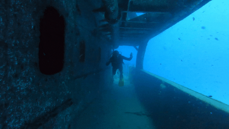 swimming through a shipwreck tunnel with schooling fish