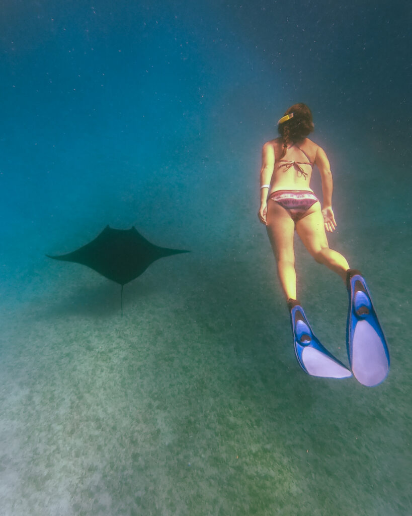 snorkeler with manta ray