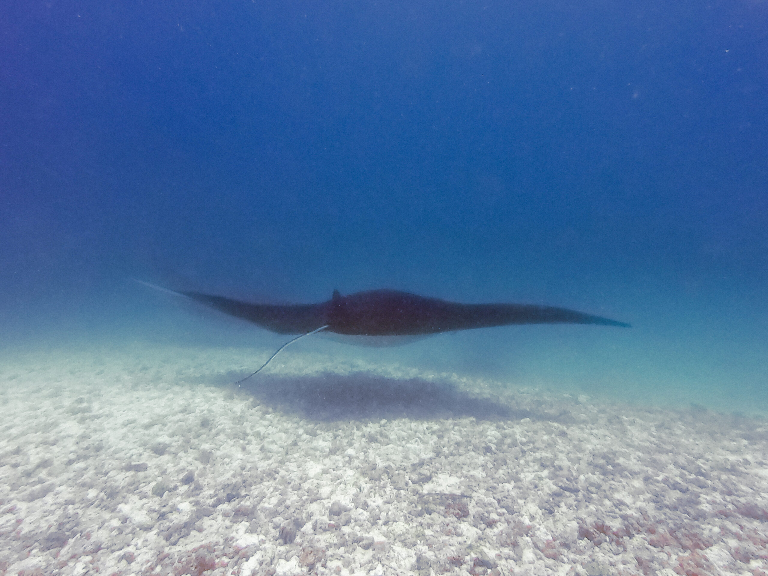 manta ray komodo national park