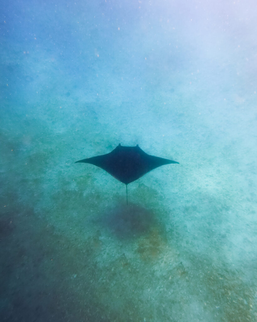 black manta ray in the blue from above